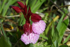 Anacamptis papilionacea grandiflora