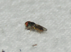 Microchrysa