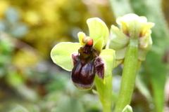 Ophrys bombyliflora