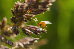 Chyromyidae