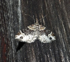 Xanthorhoe ferrugata