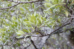 Olea