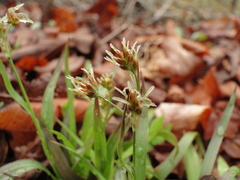 Luzula acuminata
