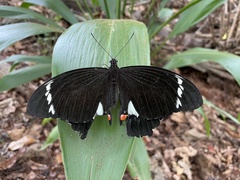 Papilio aegeus aegeus