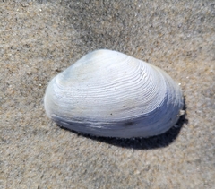 Platyodon cancellatus