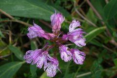 Neotinea tridentata commutata