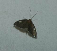 Perispasta caeculalis