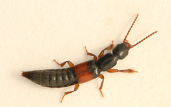 Lathrobium elongatum