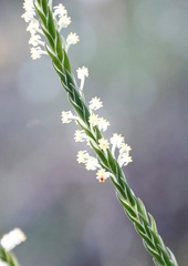 Struthiola