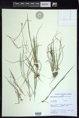 Dichanthelium perlongum