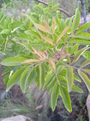 Heteromorpha arborescens