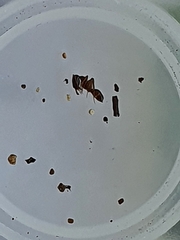 Odontomachus ruginodis