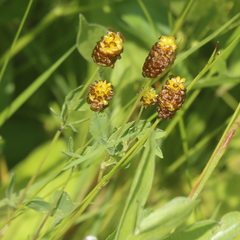 Trifolium spadiceum