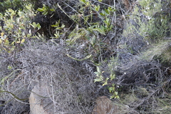 Struthiola