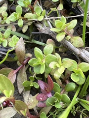 Portulaca oleracea