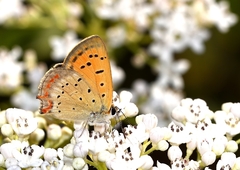 Lycaena ottomanus
