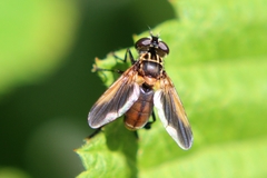 Trichopoda pictipennis