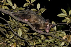 Didelphis aurita