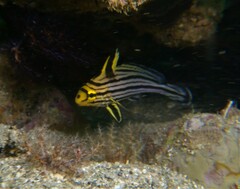 Pareques fuscovittatus