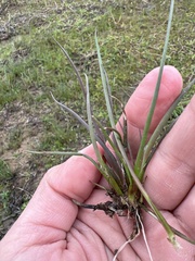 Juncus repens