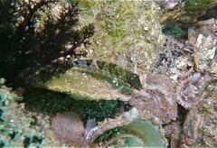 Malacoctenus mexicanus