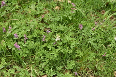Corydalis cava
