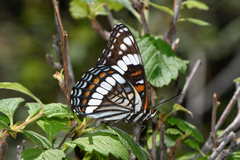 Limenitis weidemeyerii