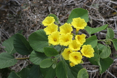 Cordia lutea