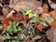 Corydalis flavula
