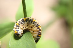 Cimbex quadrimaculatus