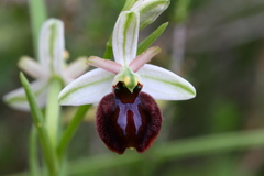 Ophrys exaltata