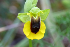 Ophrys lutea