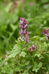 Corydalis cava