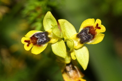 Ophrys sicula
