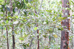 Malpighia emarginata