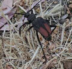 Apterocaulus heterogama