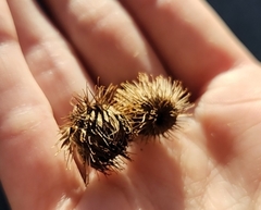 Arctium