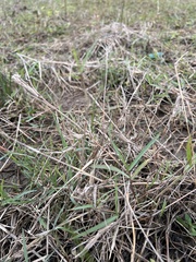 Panicum repens