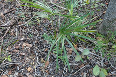 Coccothrinax proctorii