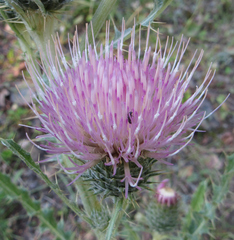 Cirsium undulatum