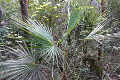 Coccothrinax proctorii
