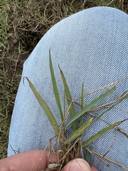Panicum repens