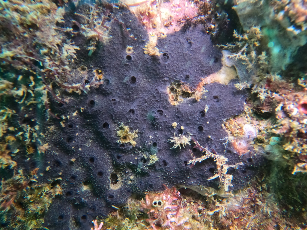 Gelliodes conulosa