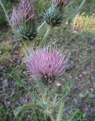 Cirsium undulatum