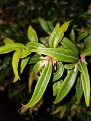 Sarcococca hookeriana digyna