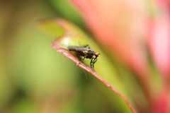 Empis pennipes