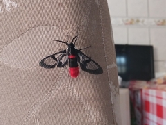 Aethria haemorrhoidalis