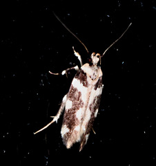Macrobathra bigerella
