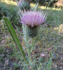 Cirsium undulatum