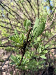 Oemleria cerasiformis